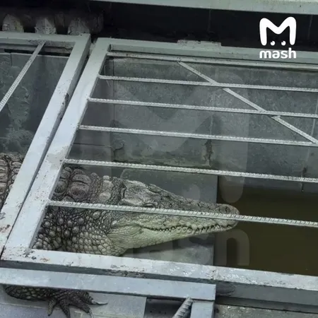 Крокодил из офиса телекомпании в Обнинске может умереть из-за отключения отопления