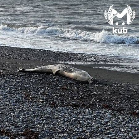 Мёртвых дельфинов массово выбрасывает на берега Анапы