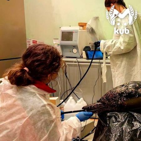 Мёртвых дельфинов массово выбрасывает на берега Анапы