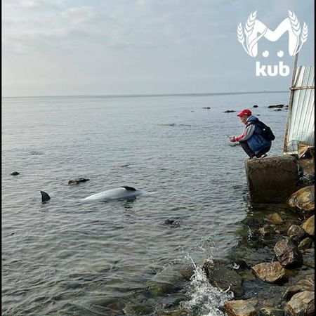 Мёртвых дельфинов массово выбрасывает на берега Анапы