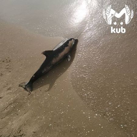 Мёртвых дельфинов массово выбрасывает на берега Анапы