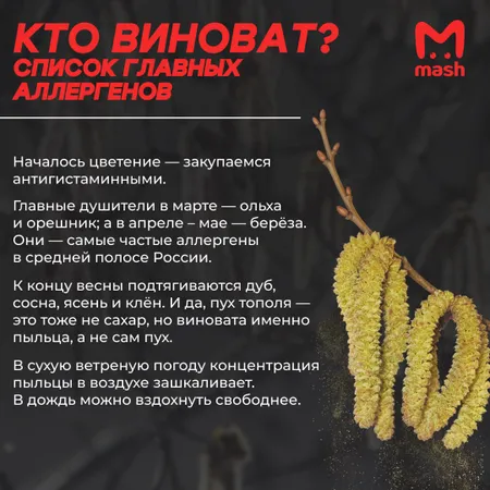 Ольха уже цветёт, берёза на подходе: аллергиков ждёт адская весна