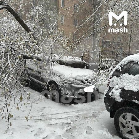 В Подмосковье от падения деревьев пострадали шесть человек