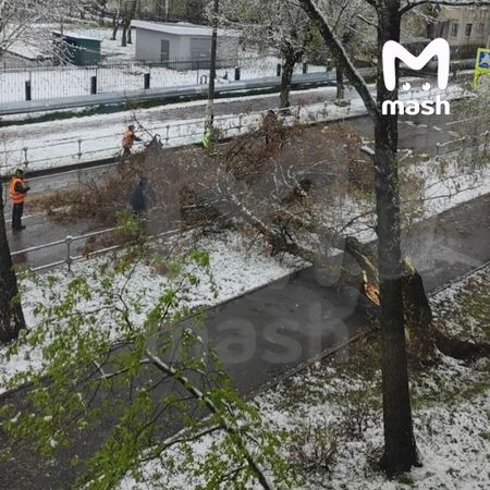 В Подмосковье от падения деревьев пострадали шесть человек