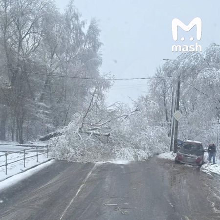В Подмосковье от падения деревьев пострадали шесть человек