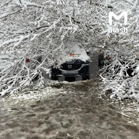 В Подмосковье от падения деревьев пострадали шесть человек