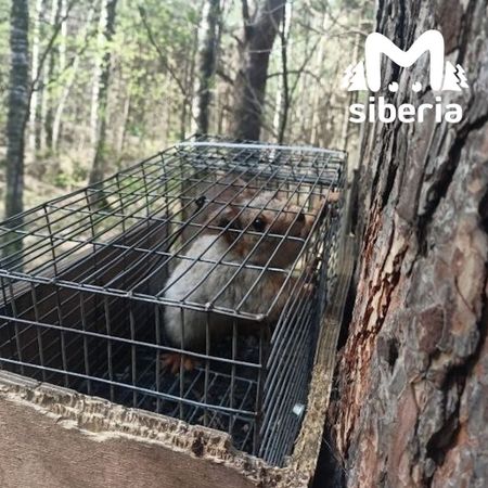 Живодёр запер белку в микроскопической клетке в Нижней Ельцовке