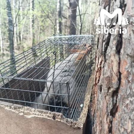 Живодёр запер белку в микроскопической клетке в Нижней Ельцовке