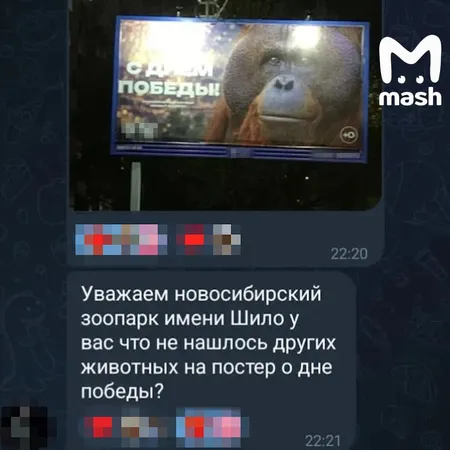 Зоопарк Новосибирска разместил на баннере ко Дню Победы орангутана по кличке Бату