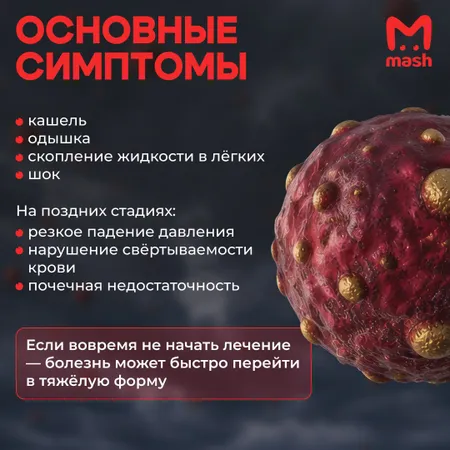 Хантавирус: что нужно знать о новой болезни