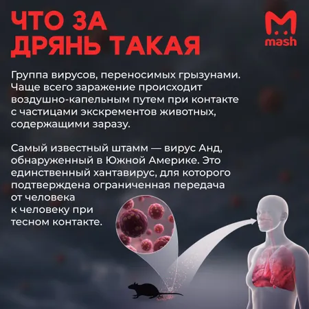 Хантавирус: что нужно знать о новой болезни