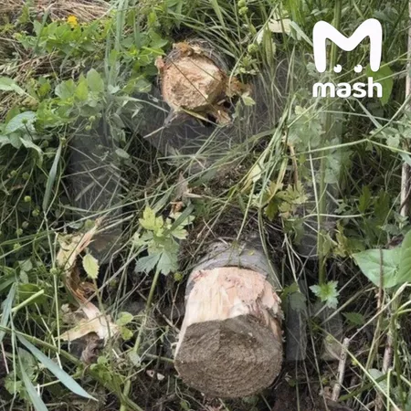 Ларисе Долиной забили сточные трубы