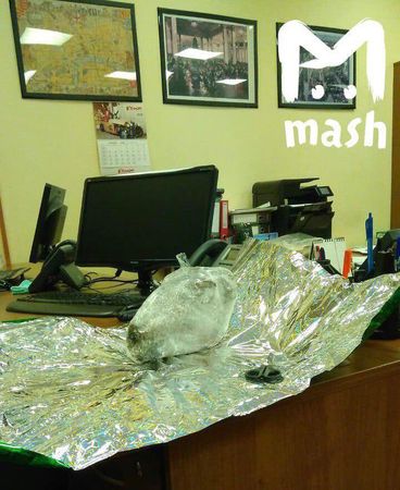 В Москве в страховые компании присылают бараньи головы и поздравления с обвинениями в коррупции.