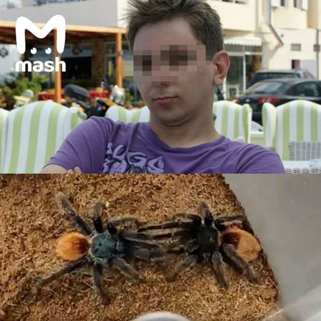 В Москве ядовитый паук-птицеед укусил своего хозяина за … короче, вы поняли.