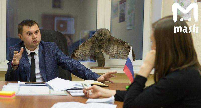 Чучело совы, которое поставил себе чиновник из Минэкологии, уничтожат.
