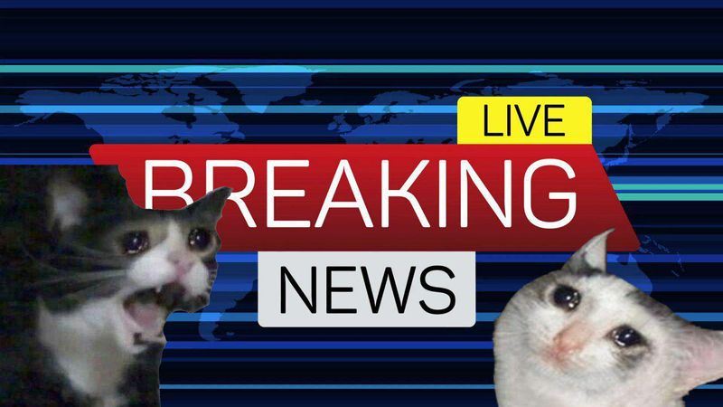 Breaking news: в Москве ищут похитителей самой обычной домашней кошки.