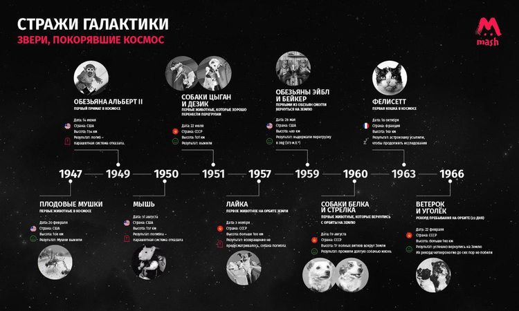 53 года назад астродворняги Космос и Уголёк поднялись в космос. Они пробыли в невесомости 22 дня, вернулись и прожили долгую счастливую собачью жизнь.