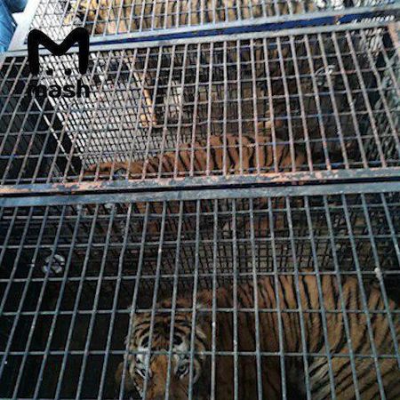 Белорусские таможенники заперли итальянских тигров на границе Польши и Белоруссии — один из них погиб.