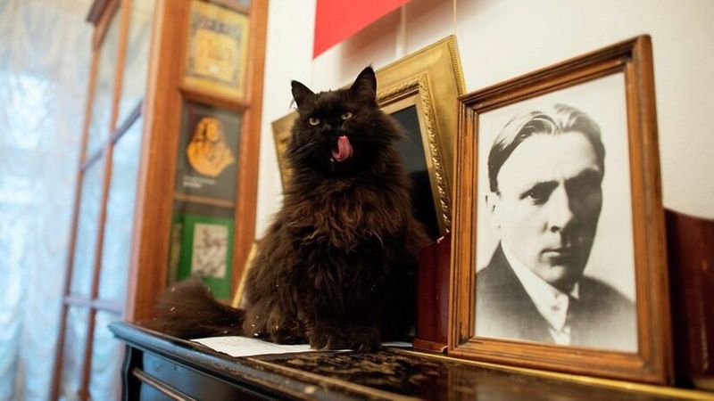 В Москве у «Булгаковского дома» похитили кота Бегемота. Да, того самого котейку, который живет в доме-музее писателя.