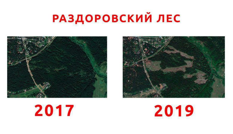 Подмосковные активисты пытаются спасти лес с краснокнижными животными. На его месте хотят сделать парк — второй по счёту.