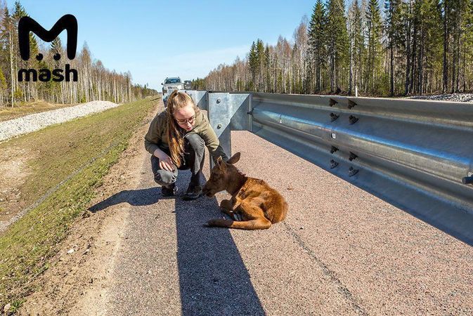 В Карелии на лауреата National Geographic подали в суд за помощь раненому лосёнку.