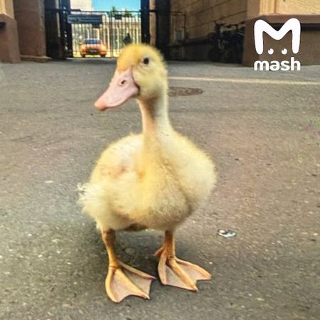 Жители московского двора спасли от голодной смерти утёнка