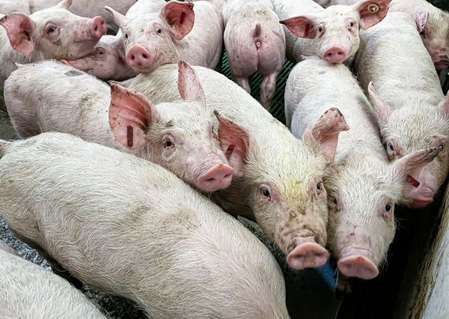 Фото: JAVIER BELVER/EPA