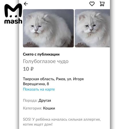 Женщина из Тверской области отдала кота Люциферу