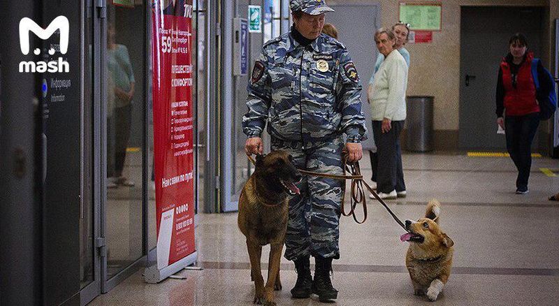 Комки пушистой милоты прямо в ваше лицо. В нижегородской полиции служит единственный в России корги-коп.