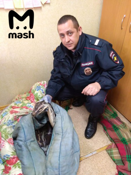 Питон и крокодил попали в аварию в Вологодской области.