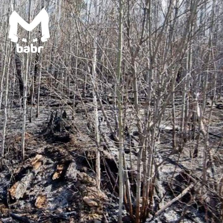 Бурятский шаман спалил больше 1000 квадратов степи