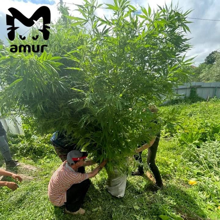 Кипящее озеро доминиканы. Полив смородины кипятком. Обливание смородины кипятком весной. Кипящий куст значение. Кипящий куст значение.