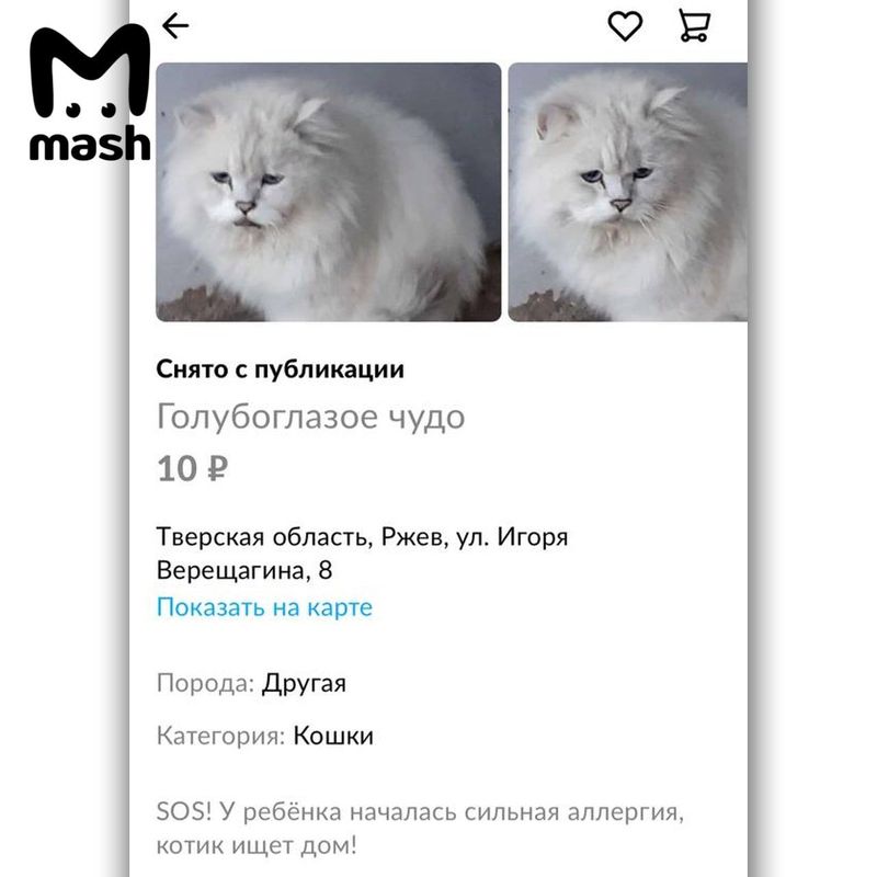 Женщина из Тверской области отдала кота Люциферу