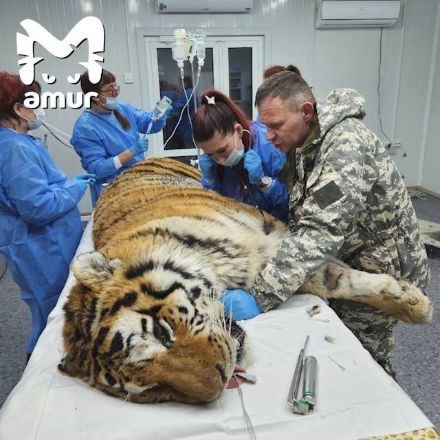 В тигриной осаде: как живётся хабаровчанам и приморцам по соседству с голодными амурскими хищниками