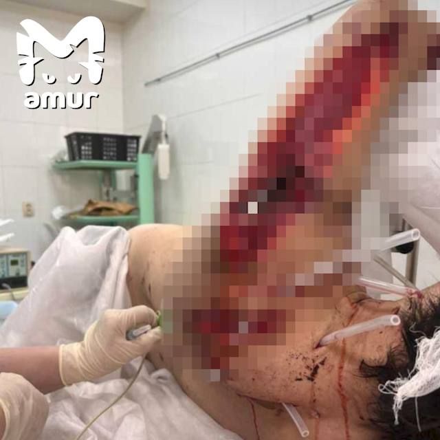 В тигриной осаде: как живётся хабаровчанам и приморцам по соседству с голодными амурскими хищниками