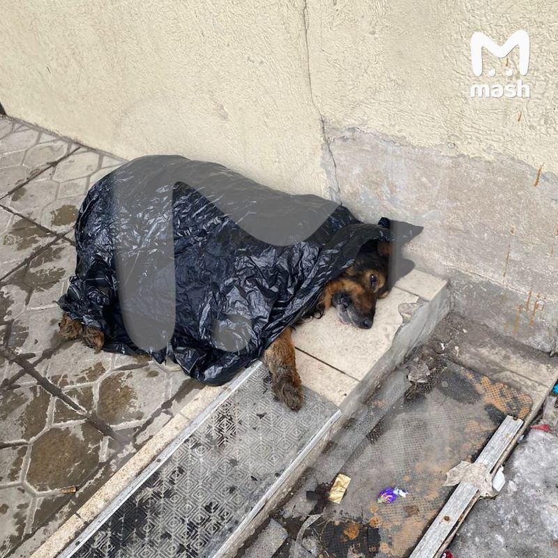 Бездомного пса из Самары до смерти напугали пришедшие ломать его убежище люди