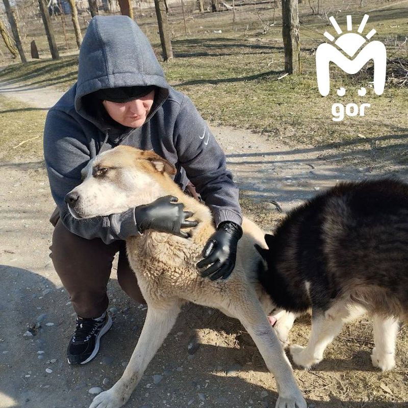 Пострадавшая во вчерашней аварии 39-летняя женщина — волонтëр, которая часто спасала бездомных собак