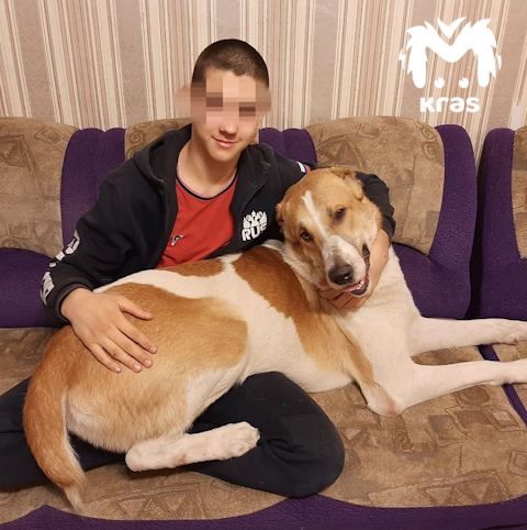 Алабая, которого протащила по дороге жительница Красноярска, осмотрели ветеринары