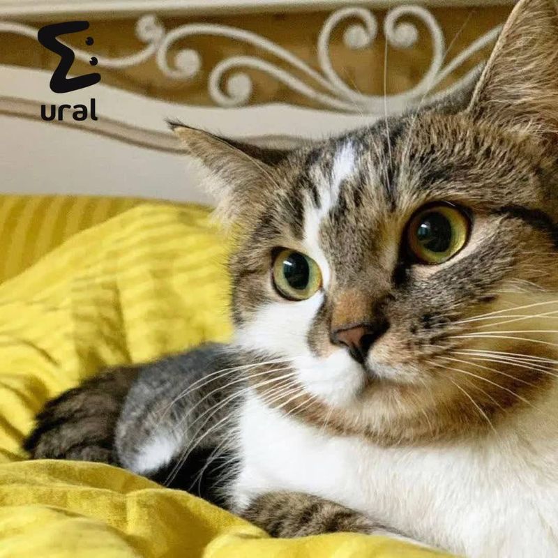 Кошка умерла, задохнувшись в самолёте "Ютэйр"