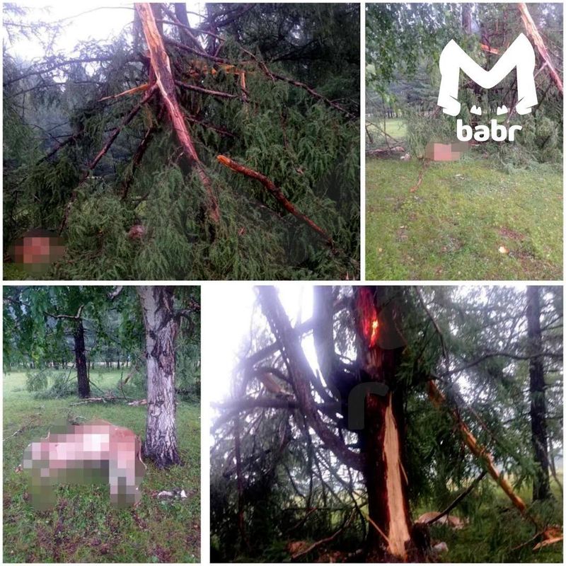 Возле села Дутулур от удара молнии в дерево погибло четыре коровы
