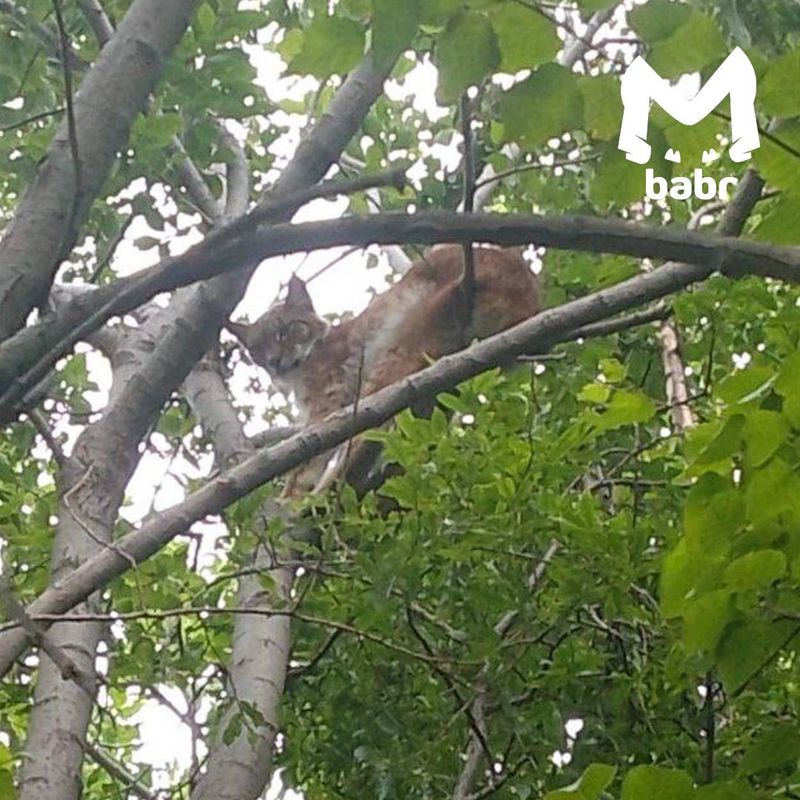 Сидящую на дереве рысь заметил мужчина в районе КБЖД