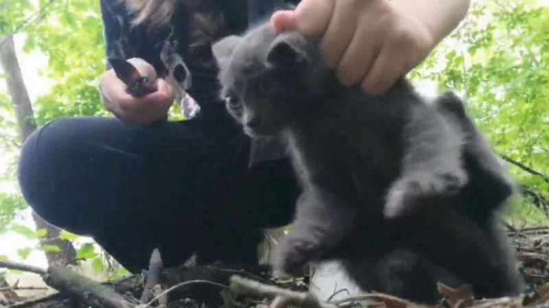 14-летняя живодёрка на камеру зарезала котëнка в селе Белая Глина