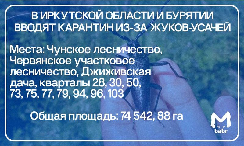 Россельхознадзор ввёл карантин в Бурятии и Иркутской области из-за нашествия жуков-усачей