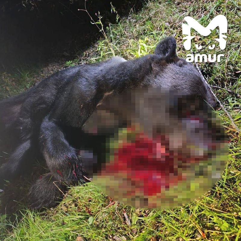 В Приморье застрелили медведя-людоеда