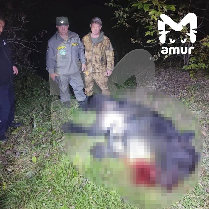 Медведя-убийцу из Приморья нашли благодаря погибшей собаке