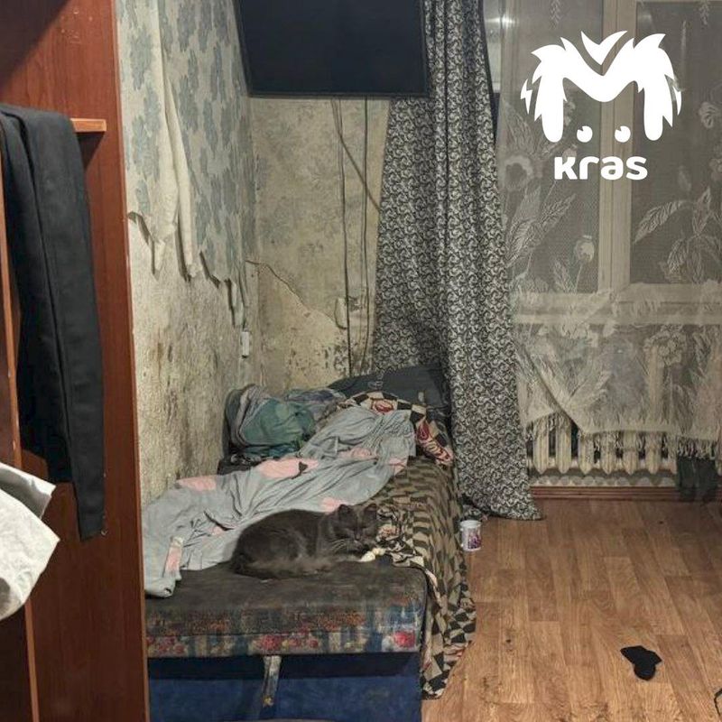 В доме семьи из Красной Сопки от отравления погиб и котёнок