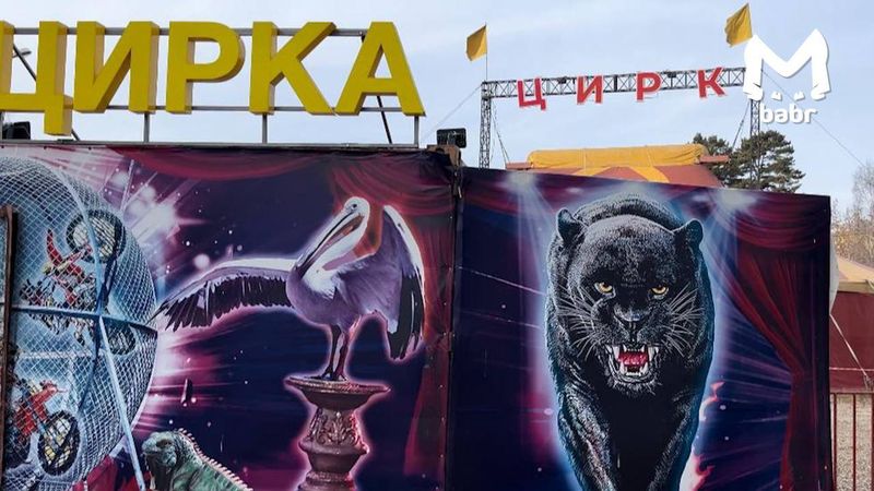 Владелец цирка, в котором пантера напала на трёхлетнего ребёнка, отправится под суд
