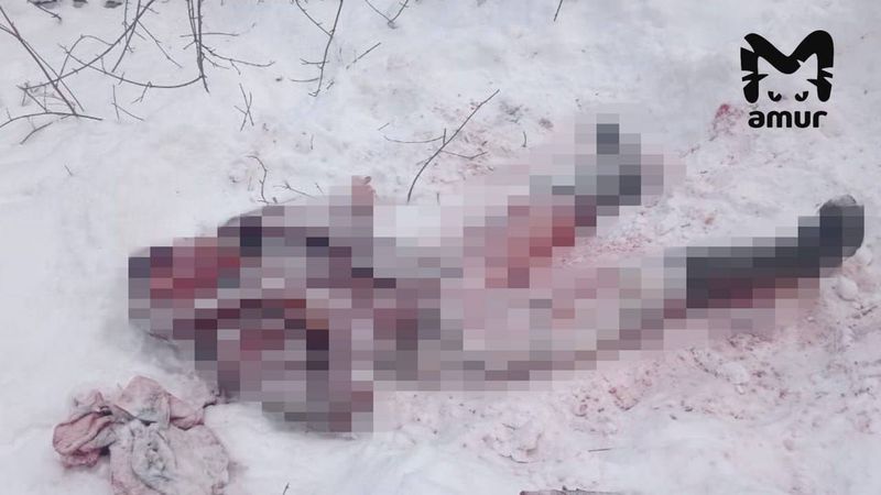 Медведь задрал мужчину в Приморье