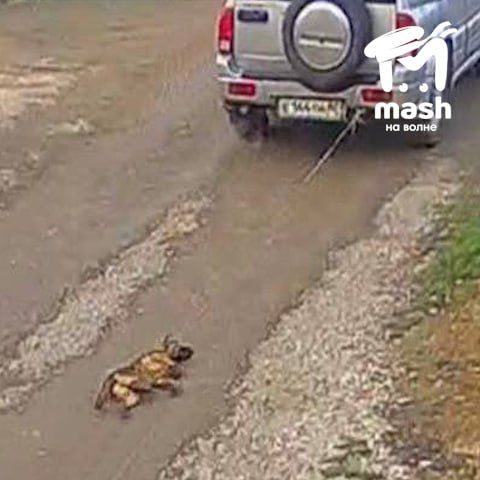Нелюдь из Симферопольского района привязал мёртвую собаку к машине, чтобы увезти на мусорку