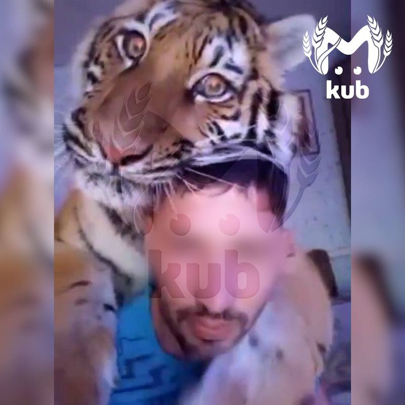 Хозяину тигрицы из Староминского района выписали два административных штрафа на 7,5 тысячи рублей